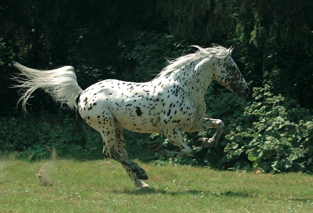 @ OG EquiFit&VetHapp @ OG EquiFit&VetHapp