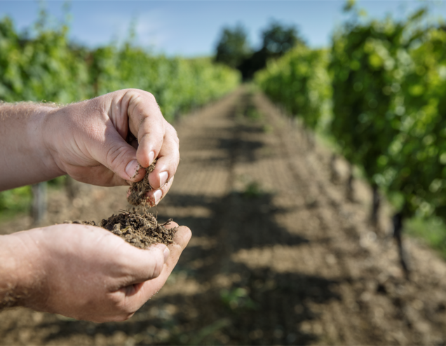 Bild_Weinbergserde_im_Rheingau