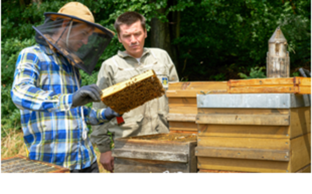 © OG Praxis-Forschung-Bienen © OG Praxis-Forschung-Bienen