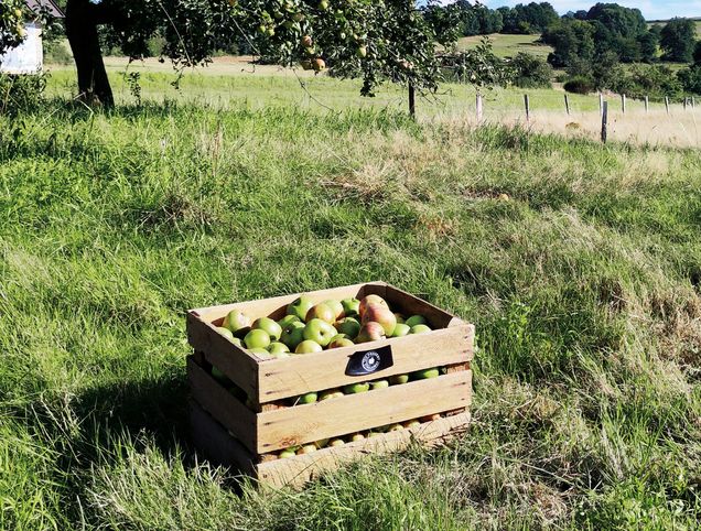 © Kooperation Überregionaler Streuobstpakt MKK © Kooperation Überregionaler Streuobstpakt MKK