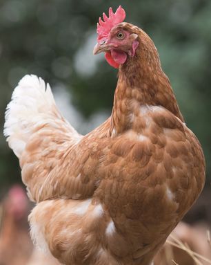 © OG Biohuhn © OG Biohuhn