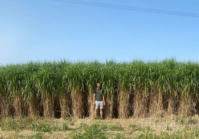 © OG GrassValue © OG GrassValue