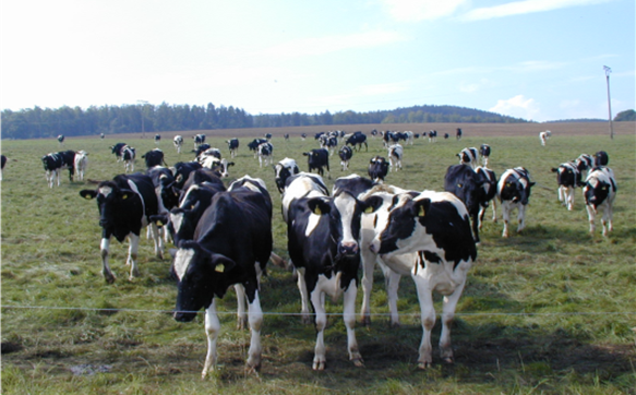 © OG Tierwohl Milchvieh Hessen © OG Tierwohl Milchvieh Hessen