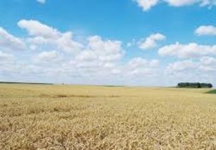 © Regionalwert AG Rheinland getreide_köln