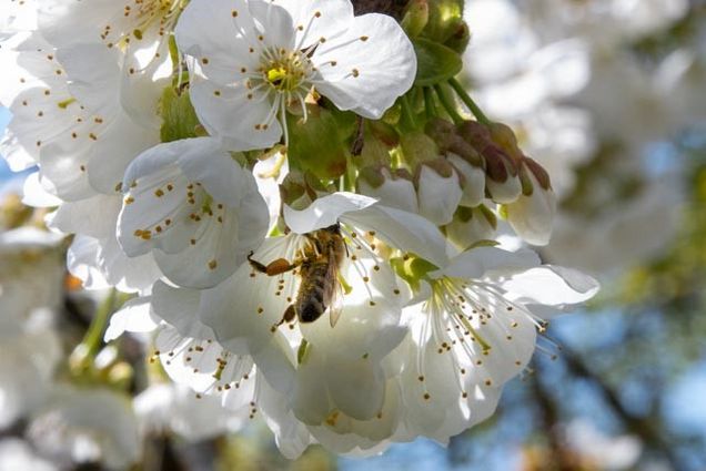 © OG Zukunftsfähiger Bienenwald © OG Zukunftsfähiger Bienenwald