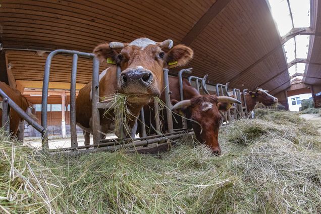 © Kooperation BioHeumilch Rhön-Vogelsberg © Kooperation BioHeumilch Rhön-Vogelsberg