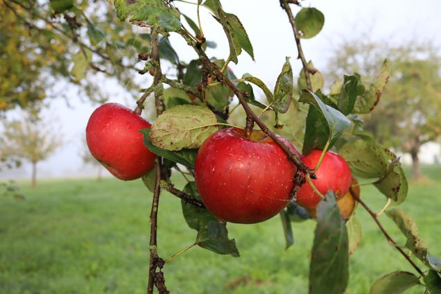 Streuobst_aus_Niederrode